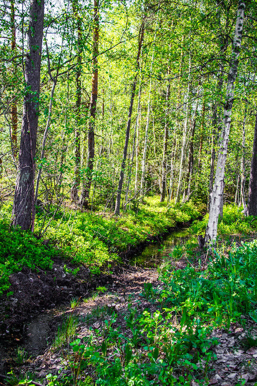 A bright May forest scene with fresh green birch trees and a flowing stream in the spring light.