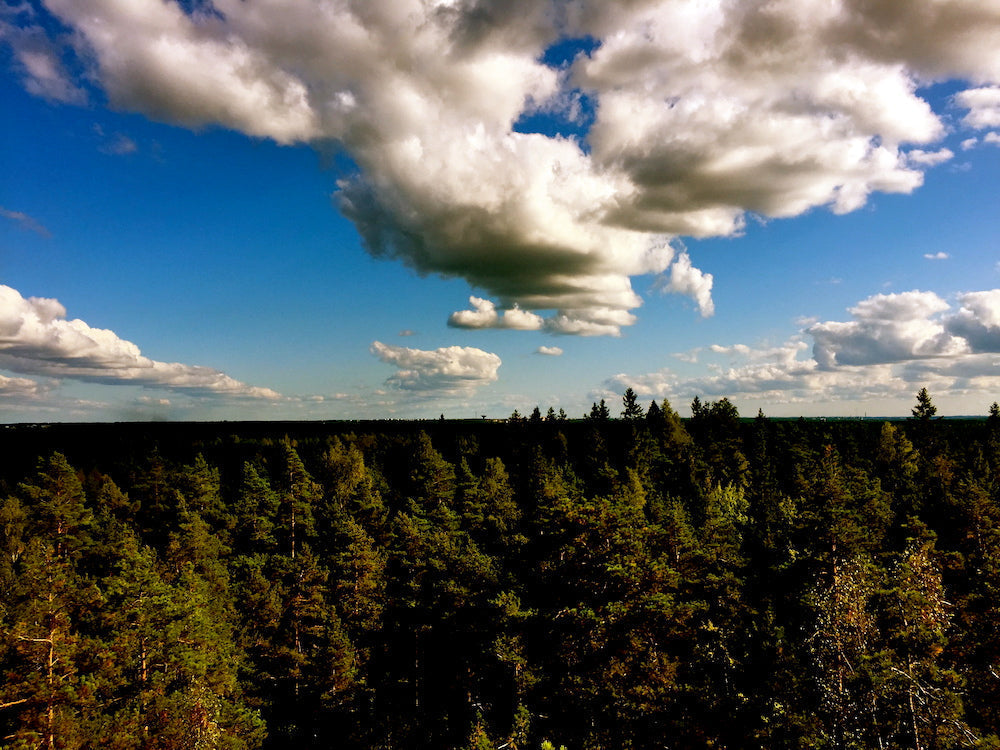 Summer woodland landscape with towering cumulus clouds, capturing the organic connection of nature.