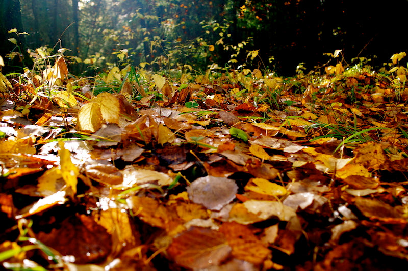 A peaceful autumn forest floor covered in a thick carpet of golden and orange fallen leaves.