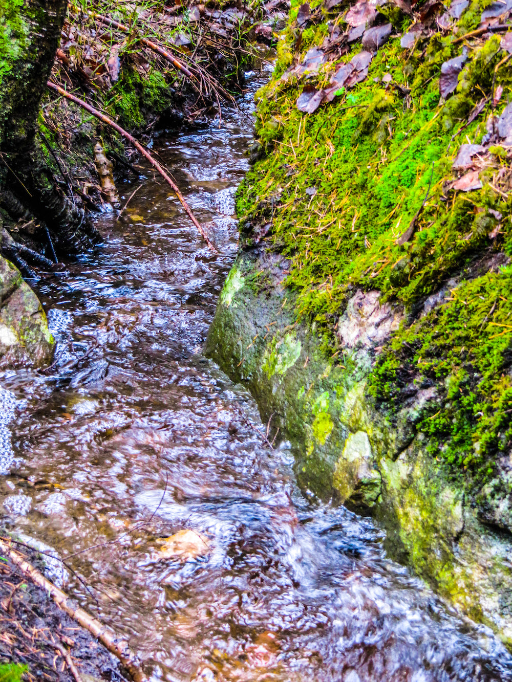 A serene forest stream in April, surrounded by vibrant green moss and the soft light of early spring.