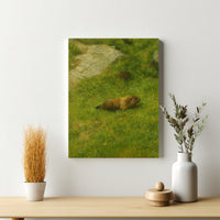 Majestic Mountain 73 - Marmot in the Alpine Grass Canvas Art